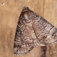 Dysbatus undescribed species (A Line-moth) at Melba, ACT - 3 Feb 2021 by kasiaaus