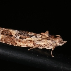 Thrincophora lignigerana at Melba, ACT - 3 Feb 2021 11:56 PM