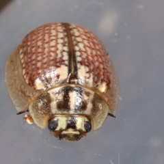 Paropsisterna decolorata (A Eucalyptus leaf beetle) at Melba, ACT - 4 Feb 2021 by kasiaaus