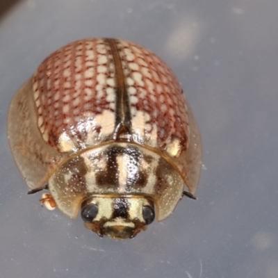 Paropsisterna decolorata (A Eucalyptus leaf beetle) at Melba, ACT - 3 Feb 2021 by kasiaaus