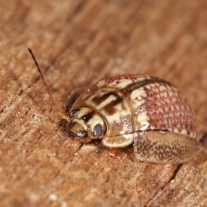 Paropsisterna decolorata at Melba, ACT - 4 Feb 2021