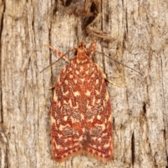 Syringoseca rhodoxantha (A concealer moth) at Melba, ACT - 4 Feb 2021 by kasiaaus