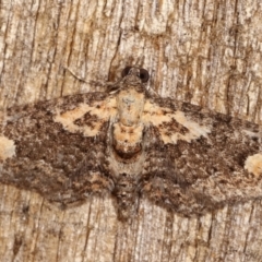 Pasiphilodes testulata (Pome looper) at Melba, ACT - 4 Feb 2021 by kasiaaus