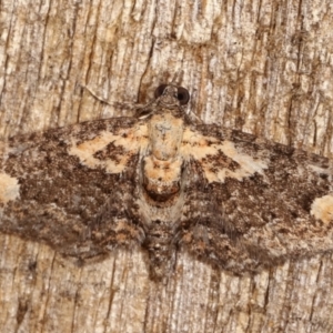 Pasiphilodes testulata at Melba, ACT - 4 Feb 2021 01:32 AM