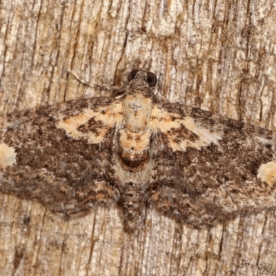 Pasiphilodes testulata (Pome looper) at Melba, ACT - 4 Feb 2021 by kasiaaus