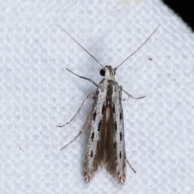 Thiotricha anticentra (A Twirler moth (Thiotrichinae)) at Melba, ACT - 4 Feb 2021 by kasiaaus