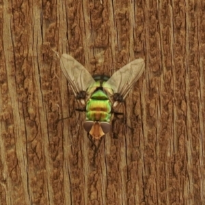 Rutilia (Chrysorutilia) sp. (genus & subgenus) at Aranda, ACT - 7 Feb 2021