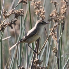 Acrocephalus australis (Australian Reed-Warbler) at Albury - 7 Feb 2021 by PaulF