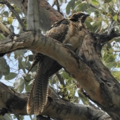 Eudynamys orientalis (Pacific Koel) at Aranda, ACT - 8 Feb 2021 by KMcCue