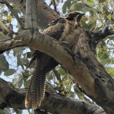 Eudynamys orientalis (Pacific Koel) at Aranda, ACT - 8 Feb 2021 by KMcCue