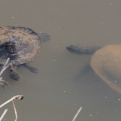 Emydura macquarii (Macquarie Turtle) at - 7 Feb 2021 by PaulF