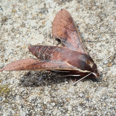 Hippotion scrofa (Coprosma Hawk Moth) at Canberra, ACT - 8 Feb 2021 by AaronClausen