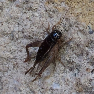 Teleogryllus commodus at Aranda, ACT - 6 Feb 2021