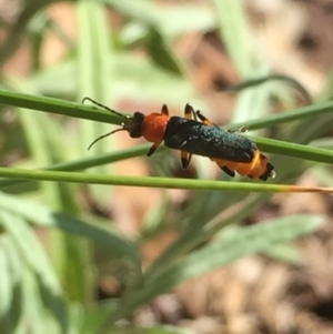 Chauliognathus tricolor at Aranda, ACT - 2 Feb 2021