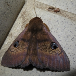 Dasypodia selenophora at Gundaroo, NSW - 8 Feb 2021