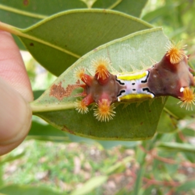 Unidentified Insect at Tathra Public School - 8 Feb 2021 by TathraPreschool