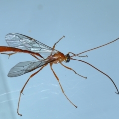 Enicospilus coarctatus (Ophionine wasp) at Ainslie, ACT - 6 Feb 2021 by jbromilow50