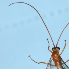 Enicospilus coarctatus at Ainslie, ACT - 6 Feb 2021