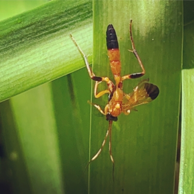 Ctenochares bicolorus (Black-tipped orange ichneumon) at Lyons, ACT - 7 Feb 2021 by zebras