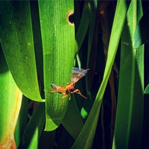 Ctenochares bicolorus at Lyons, ACT - 7 Feb 2021 11:46 AM