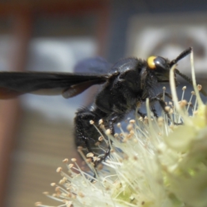 Scolia (Discolia) verticalis at Yass River, NSW - 8 Feb 2021