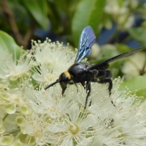 Scolia (Discolia) verticalis at Yass River, NSW - 8 Feb 2021