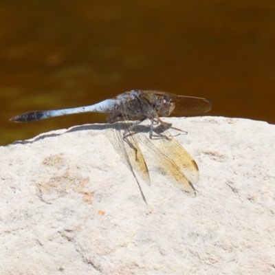 Orthetrum caledonicum (Blue Skimmer) at Molonglo Valley, ACT - 8 Feb 2021 by RodDeb