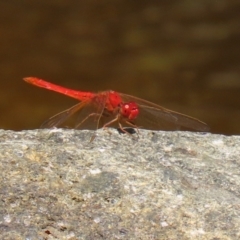 Diplacodes haematodes at Molonglo Valley, ACT - 8 Feb 2021 12:28 PM