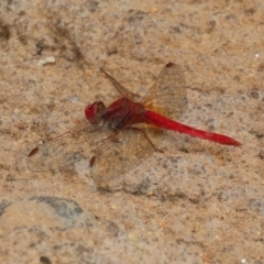 Diplacodes haematodes at Molonglo Valley, ACT - 8 Feb 2021 12:28 PM