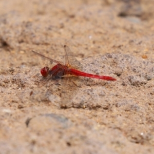 Diplacodes haematodes at Molonglo Valley, ACT - 8 Feb 2021 12:28 PM