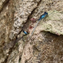 Ischnura heterosticta (Common Bluetail Damselfly) at Molonglo Valley, ACT - 8 Feb 2021 by RodDeb