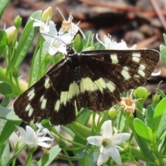 Cruria donowani (Crow or Donovan's Day Moth) at Molonglo Valley, ACT - 8 Feb 2021 by RodDeb