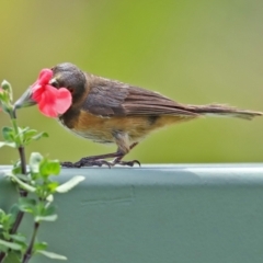 Acanthorhynchus tenuirostris (Eastern Spinebill) at Molonglo Valley, ACT - 8 Feb 2021 by RodDeb