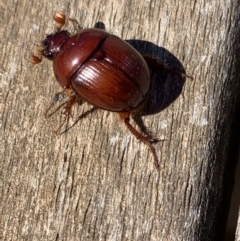 Australobolbus gayndahensis (Geotrupid beetle) at Murrumbateman, NSW - 7 Feb 2021 by SimoneC