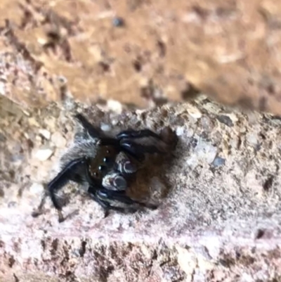 Maratus griseus (Jumping spider) at Lyneham, ACT - 8 Feb 2021 by Tapirlord