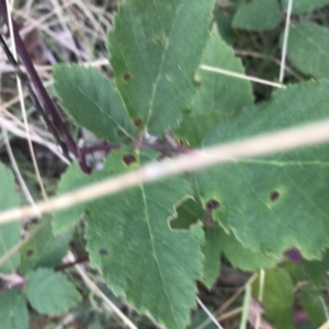 Rubus anglocandicans at Garran, ACT - 8 Feb 2021