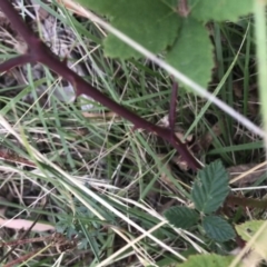 Rubus anglocandicans at Garran, ACT - 8 Feb 2021