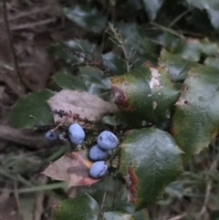 Berberis aquifolium at Garran, ACT - 8 Feb 2021