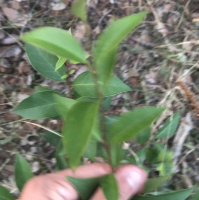 Ligustrum lucidum (Large-leaved Privet) at Hughes, ACT - 8 Feb 2021 by Tapirlord