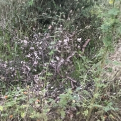 Rosa canina at Hughes, ACT - 8 Feb 2021 07:56 PM