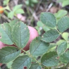 Rosa canina at Hughes, ACT - 8 Feb 2021 07:56 PM