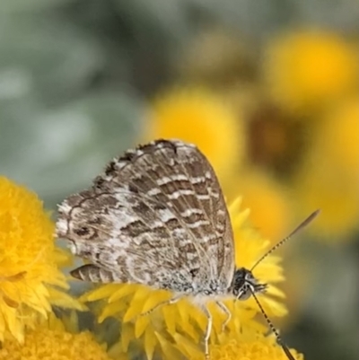 Theclinesthes serpentata (Saltbush Blue) at Murrumbateman, NSW - 8 Feb 2021 by SimoneC