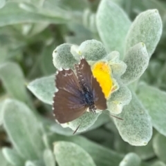 Theclinesthes serpentata at Murrumbateman, NSW - 8 Feb 2021 04:15 PM