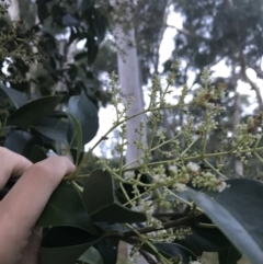 Ligustrum lucidum (Large-leaved Privet) at Federal Golf Course - 8 Feb 2021 by Tapirlord