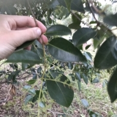 Ligustrum lucidum at Garran, ACT - 8 Feb 2021 08:01 PM