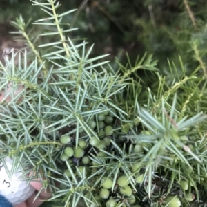 Juniperus communis at Hughes, ACT - 8 Feb 2021 08:04 PM