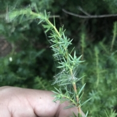 Juniperus communis at Hughes, ACT - 8 Feb 2021 08:04 PM