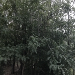 Sorbus domestica (Service Tree) at Garran, ACT - 8 Feb 2021 by Tapirlord