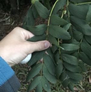 Sorbus domestica at Garran, ACT - 8 Feb 2021