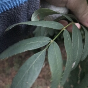 Sorbus domestica at Garran, ACT - 8 Feb 2021